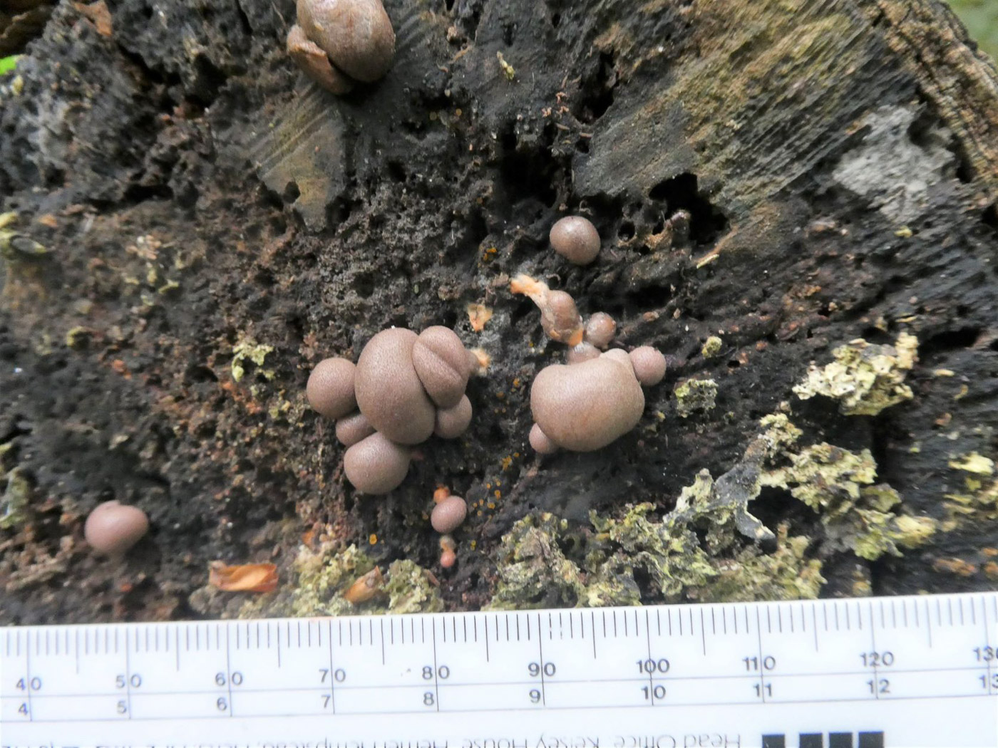 Photo by Jim Wills Lycogala terrestre by Jim Wills